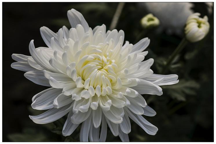 白色菊花是什么花（白色菊花叫什么菊）-图1