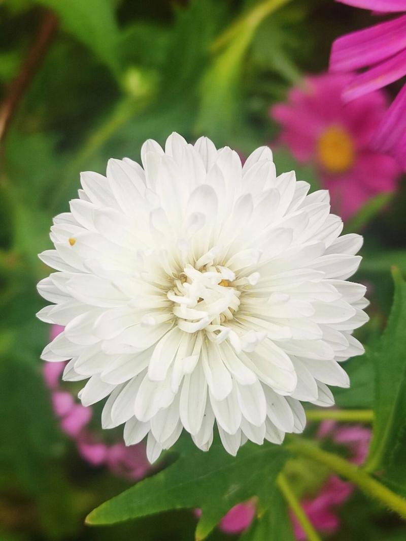 白色菊花是什么花（白色菊花叫什么菊）-图2