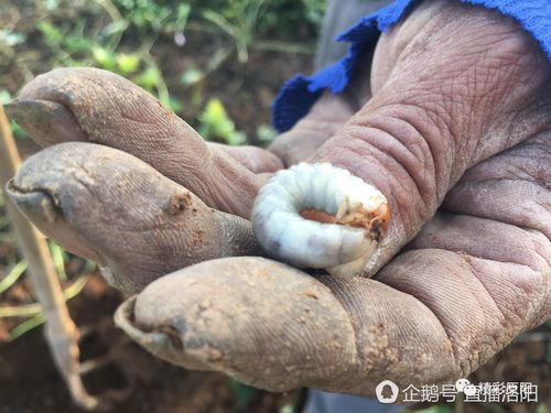 土里白色虫子图片（土里面白色的虫子）-图3