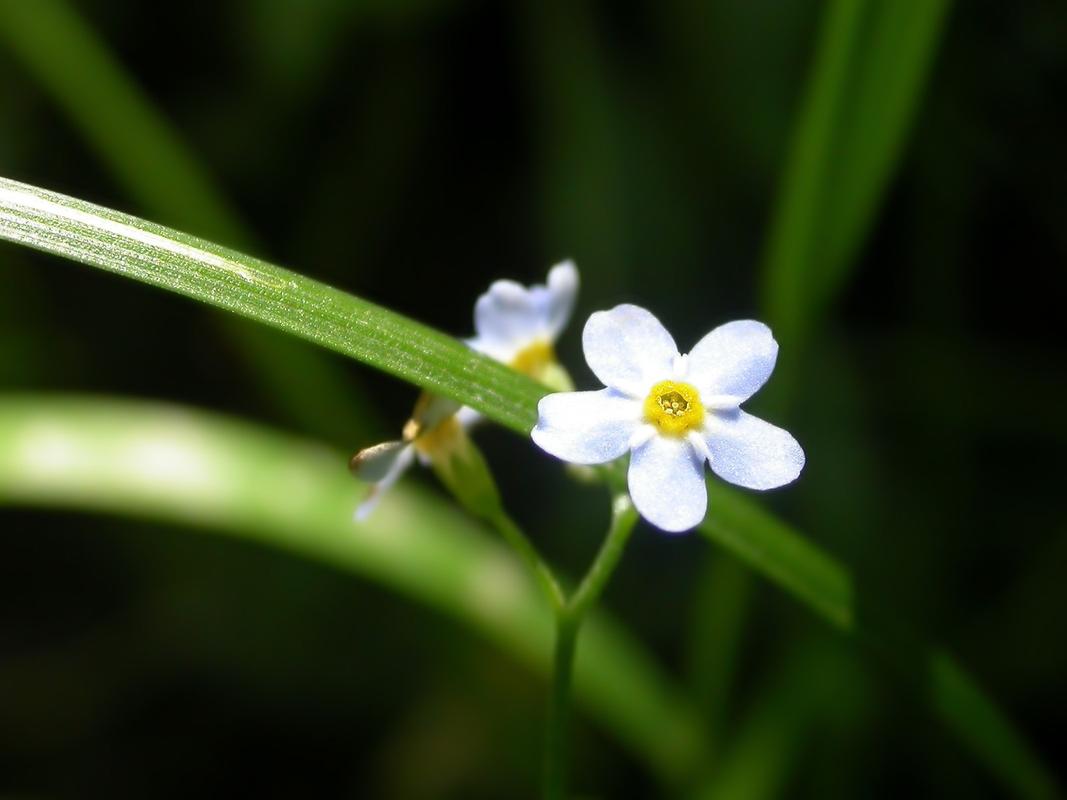 白色黄色小花（白色或黄色的花）-图1