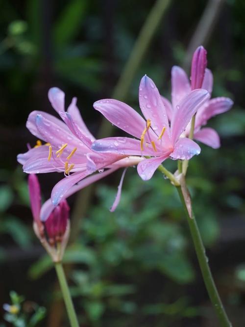 换锦花有白色（换锦花有白色的东西）-图3