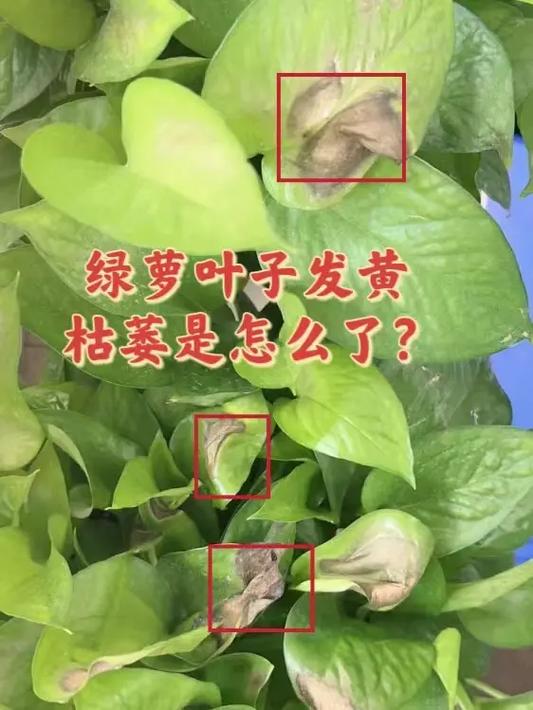 绿萝叶子白色小点（绿萝叶子上有白点儿是什么原因?）-图1