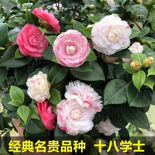 十八学士白色（十八学士白色茶花价格）-图2