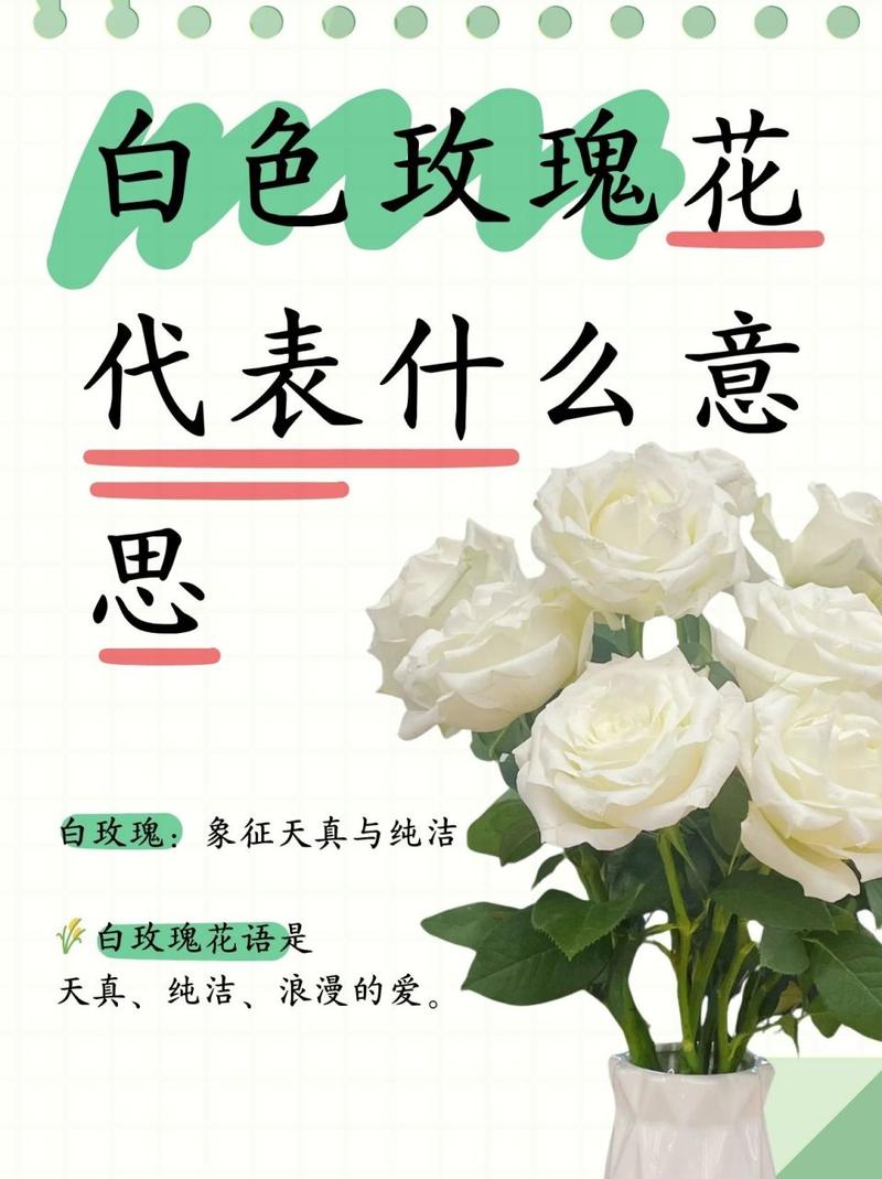 白色玫瑰代表什么含义（白色玫瑰表示什么意思）-图1