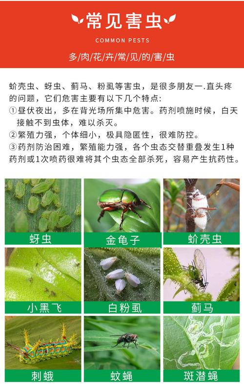 多肉生白色虫子照片（多肉生白色虫子用什么药杀虫）-图2